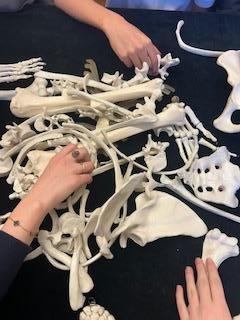 Exkurze do Hrdličkova muzea a návštěva programu Sběratelé kostí